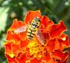 Myathropa florea